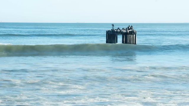 Old disused and abandoned jetty in the ocean with seabirds perched on top of it.