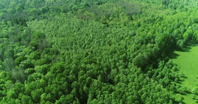 Green tree forest background, beautiful bird eye view on fresh pines in the morning sun light. Summer warm sun light forest aerial view.
