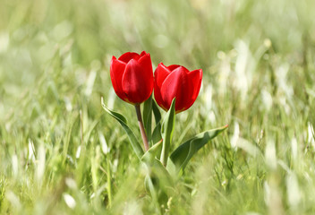 Obraz premium Red tulip flowers, spring flowers bloom, two flowers in the steppe, wild tulips background