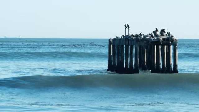 Abandoned old jetty inhabited by birds in the ocean.