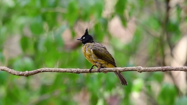 The Black-crested Bulbul is famous for its punky black crest and yellow body that makes it desirable for birders from around the world; common and yet always beautiful to photograph.