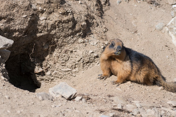 Yellow-bellied marmot or golden Marmot