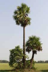 Fototapeta premium Indian Borassus flabellifer tree, commonly known as doub palm, palmyra palm, tala palm, toddy palm, wine palm, or ice apple in india.