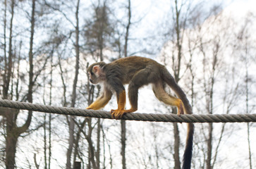 Squirrel monkey, Saimiri sciureus, on the rope looking to the side