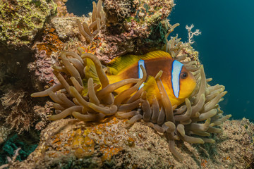 Clownfish in the Red Sea Colorful and beautiful, Eilat Israel