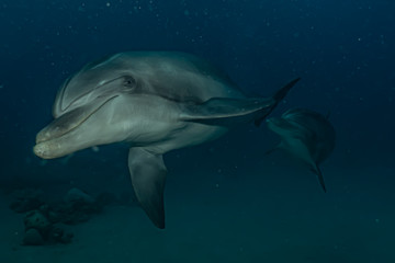 Fototapeta premium Dolphin swimming with divers in the Red Sea, Eilat Israel