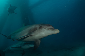 Naklejka premium Dolphin swimming with divers in the Red Sea, Eilat Israel