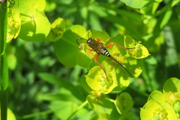 Parasitoid wasp on spurge flowers in the meadow, closeup