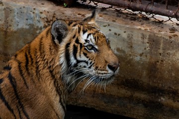 tiger in zoo
