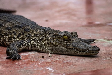 Naklejka premium Crocodile