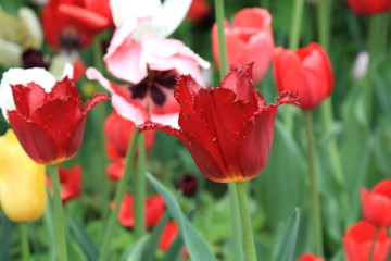 Beautiful tulips of different colors with water droplets after spring rain