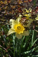 Fototapeta premium Bright Narcissus with rose petals