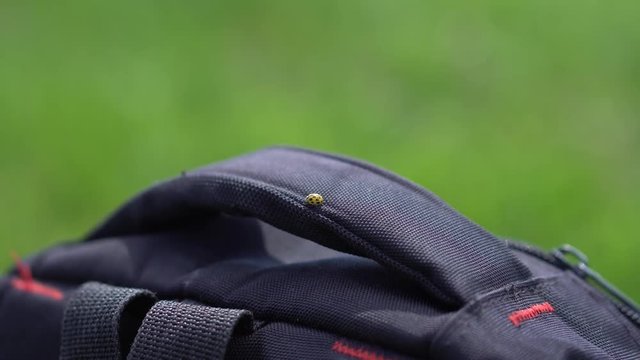 Ladybug yellow crawling on the handle of the backpack.