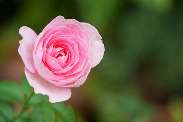 pink rose
