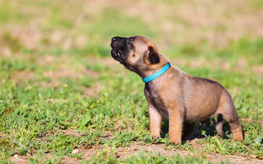 Beautiful little cute Belgian Shepherd puppy Malinois