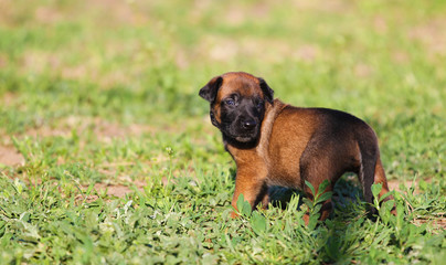 Beautiful little cute Belgian Shepherd puppy Malinois
