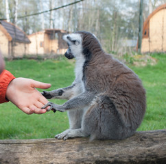 Lemur sitting on a log and holding the paws of the hand of man