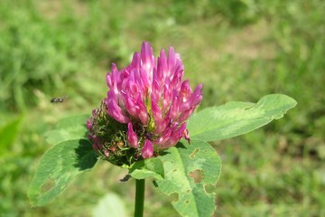 Beautiful purple clover flower in the meadow, closeup