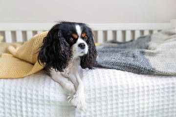 Dog under the blanket