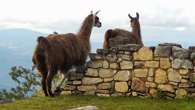 View of herd of alpacas walking next to cliffside on Machu Pichu