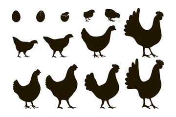 Vector illustration. A set of silhouettes of chickens of all ages