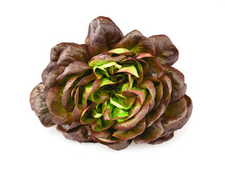 Lettuce variety 'oak leaf', whole with water droplets. Fresh red lettuce isolated on white background
