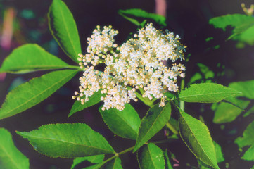 Blooming beautiful small white flowers of elderberry and green leaves