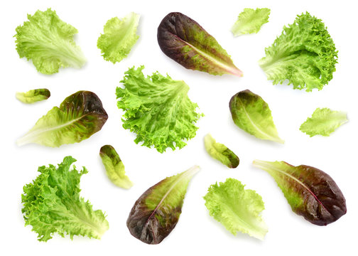 Fresh lettuce leaves isolated on white background. Pattern with salad leaves.
