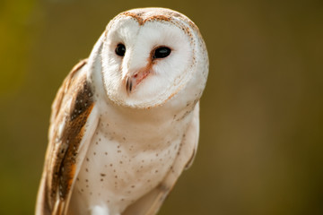 Beautiful Barn Owl