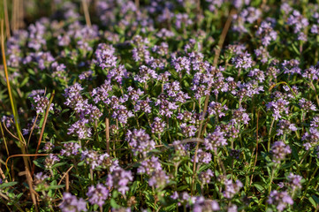 beautiful small flowers of thyme purple color close up