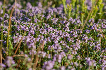 beautiful small flowers of thyme purple color close up