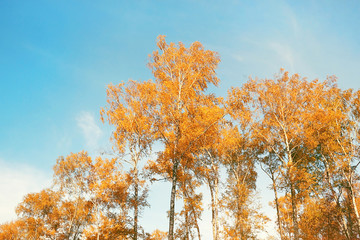 autumn forest landscape. autumn Birch on blue sky background.  yellow crown of tree. fall season....