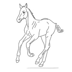 The little foal runs forward