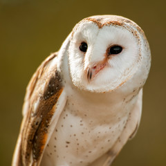 Beautiful Barn Owl