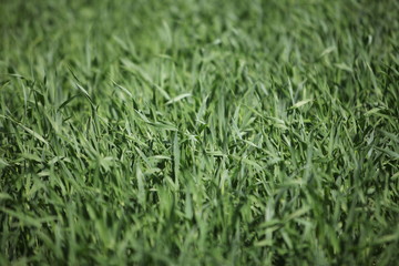 green grass background
