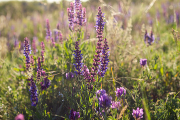 a lot of purple bells among the grass and wild flowers against the background of field grass and sky