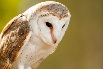 Beautiful Barn Owl