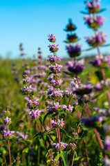 Obraz premium Beautiful small purple flowers on the stems of a green plant on a background of green grass and blue sky