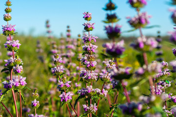 Beautiful small purple flowers on the stems of a green plant on a background of green grass and blue sky
