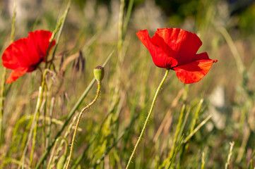 Beautiful red flowers of field poppies on a background of field grass