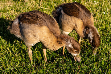 Nilgans Küken weiden