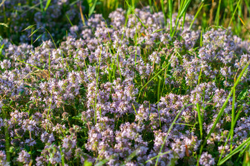 beautiful small flowers of thyme purple color close up