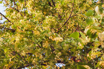 flowering linden tree with beautiful yellow flowers close up