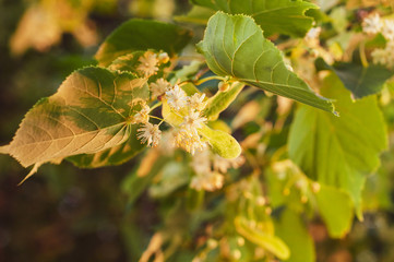 beautiful yellow linden flowers on the branches of a tree close up