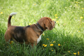 beagle dog for a walk in the park
