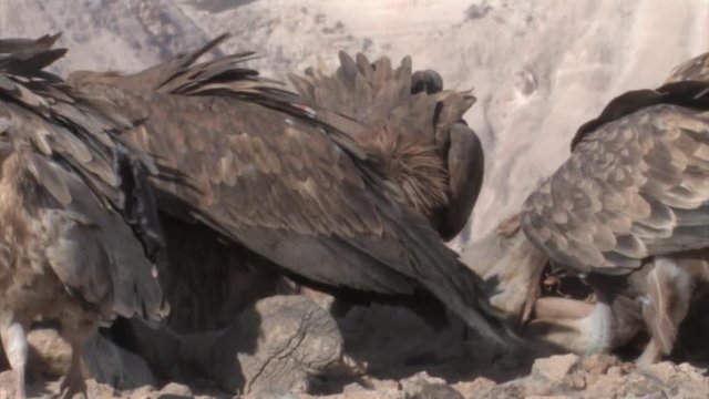 Griffon vultures feeding on camel in feeding station, Sde Boker Israel