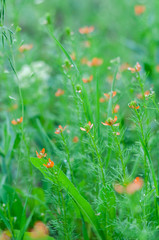 beautiful bright small flowers with red petals and green stems on a blurred background