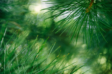 Pine branch on tree on sunny day in forest. Selective focus, bokeh
