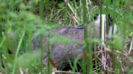 Badgers, meles meles, browsing and searching amongst the spring new bracken growth of their sett during a warm spring evening in May, Scotland. - Powered by Adobe