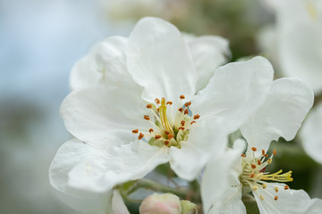 Naklejka na ściany i meble Apple blossom in the garden on spring, macro photo